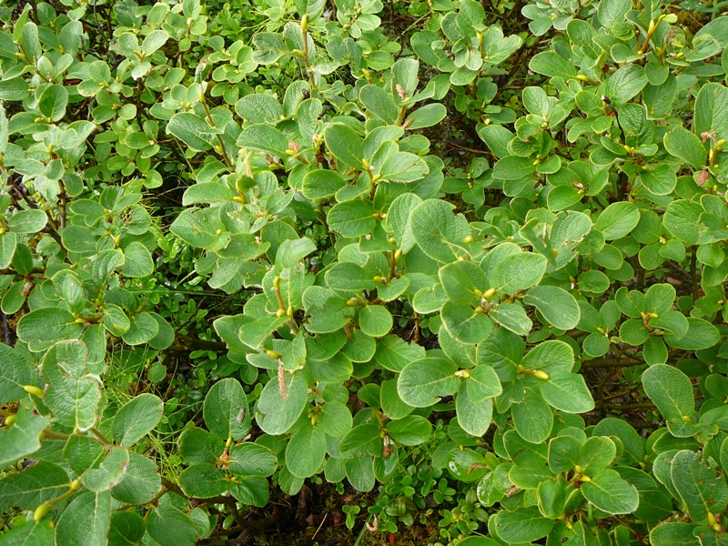 Изображение особи Salix vestita.