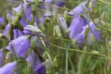 Campanula rotundifolia