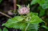 Cirsium oleraceum