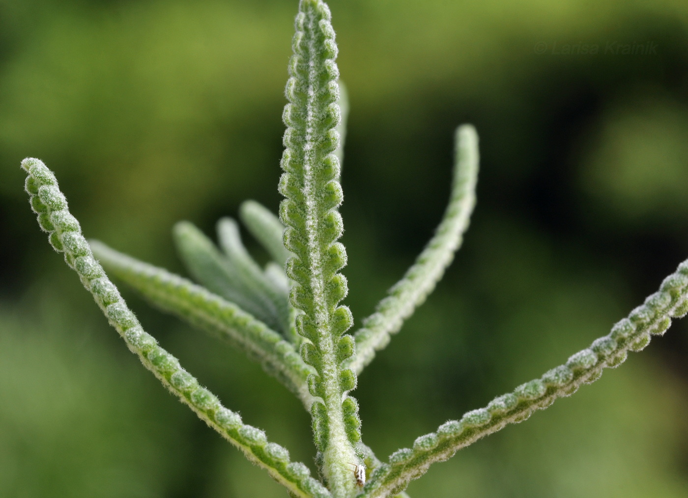 Image of Lavandula dentata specimen.