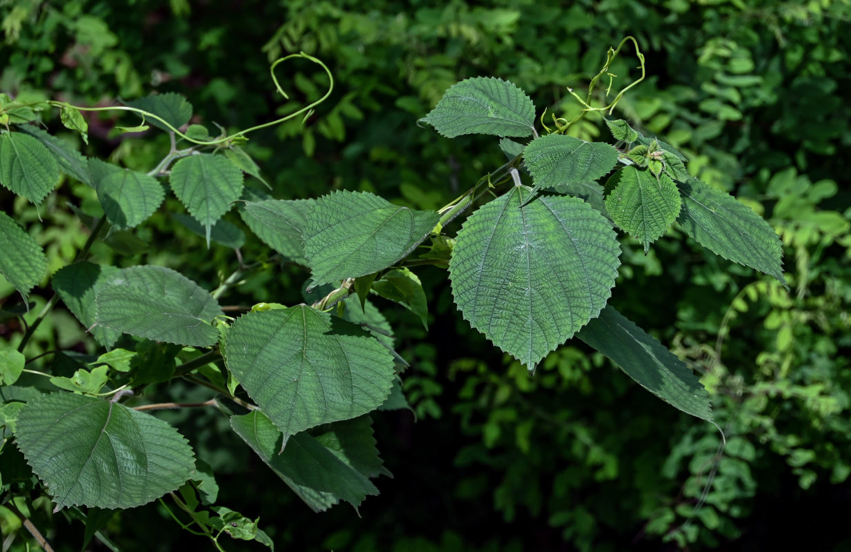 Image of Boehmeria nivea specimen.