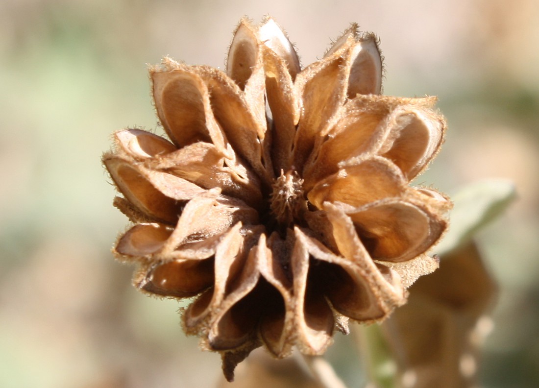 Image of Abutilon fruticosum specimen.