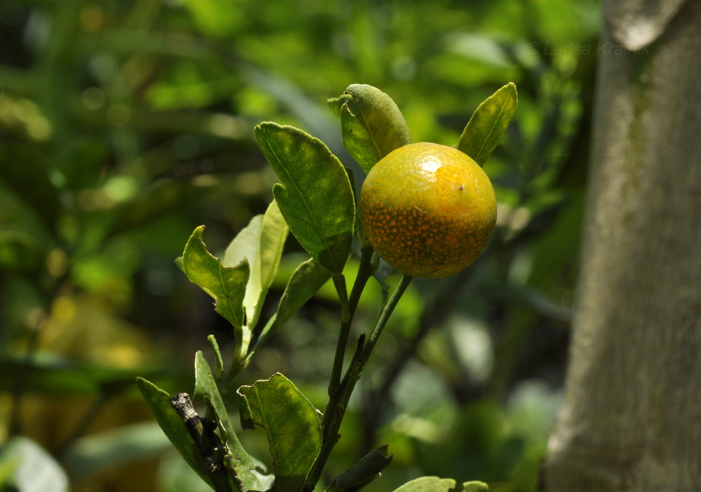 Изображение особи род Citrus.