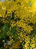 Acacia dealbata