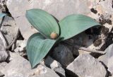 Allium karataviense