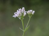 Galium pseudorivale