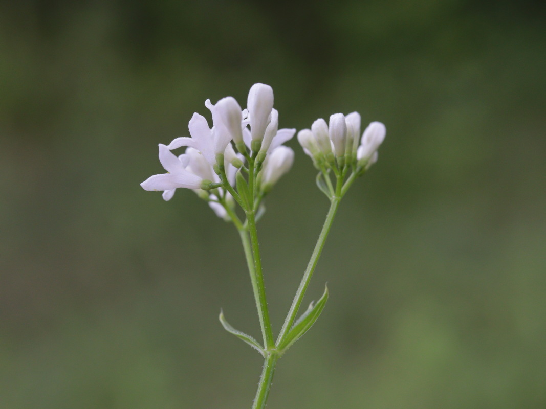 Image of Galium pseudorivale specimen.