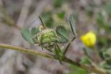 Medicago rigidula