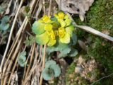 род Chrysosplenium