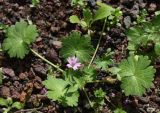 Geranium molle. Цветущее растение. Израиль, г. Кирьят-Оно, газон. 19.02.2011.