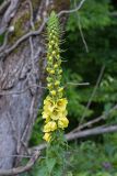 Verbascum spectabile