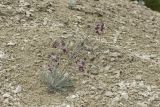 Matthiola odoratissima