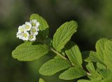 Spiraea turczaninowii