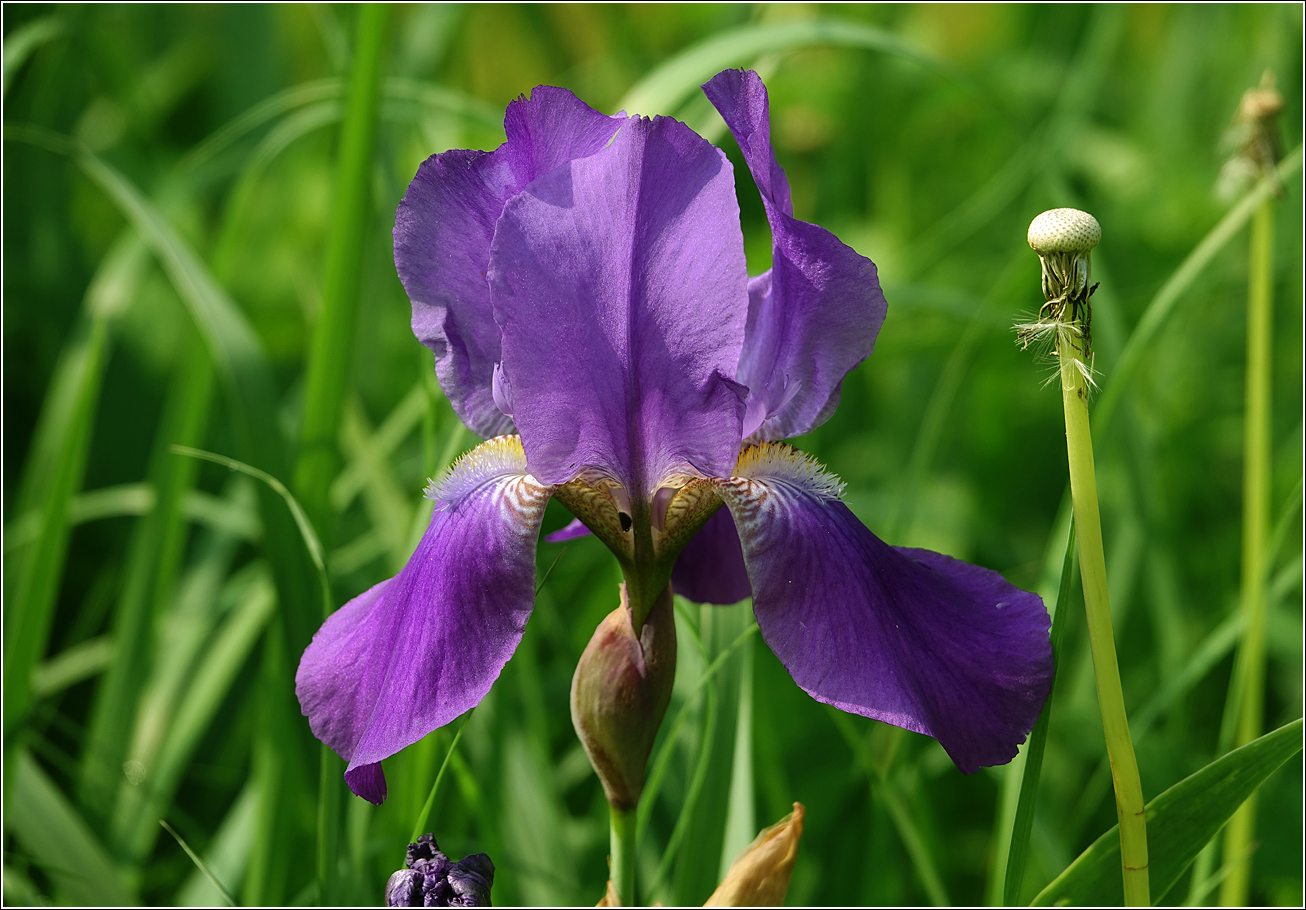 Image of Iris nyaradyana specimen.