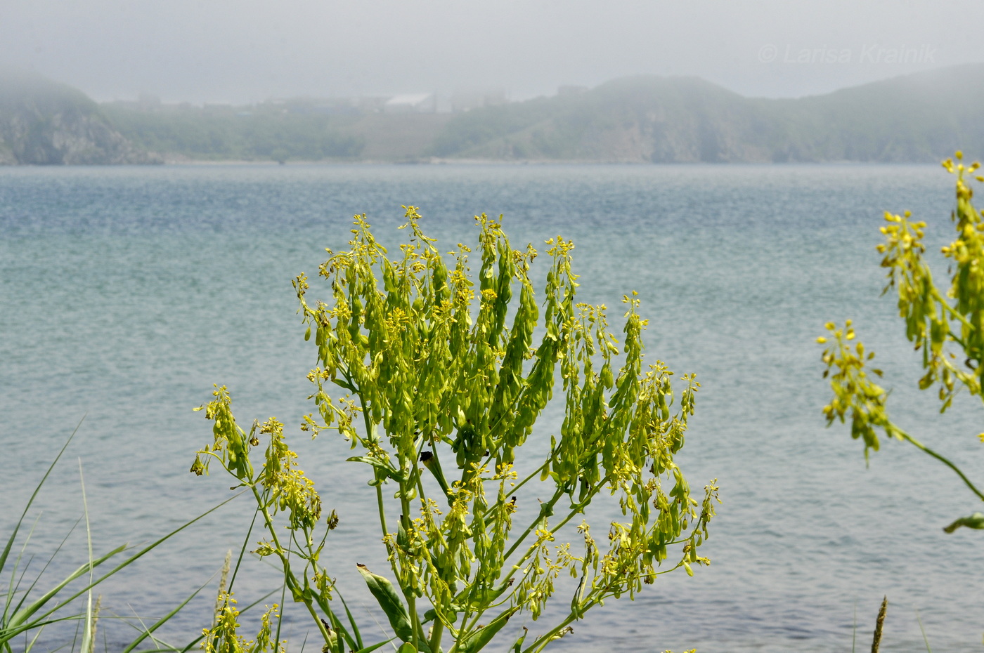 Image of Isatis tinctoria var. yezoensis specimen.