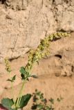 Atriplex flabellum