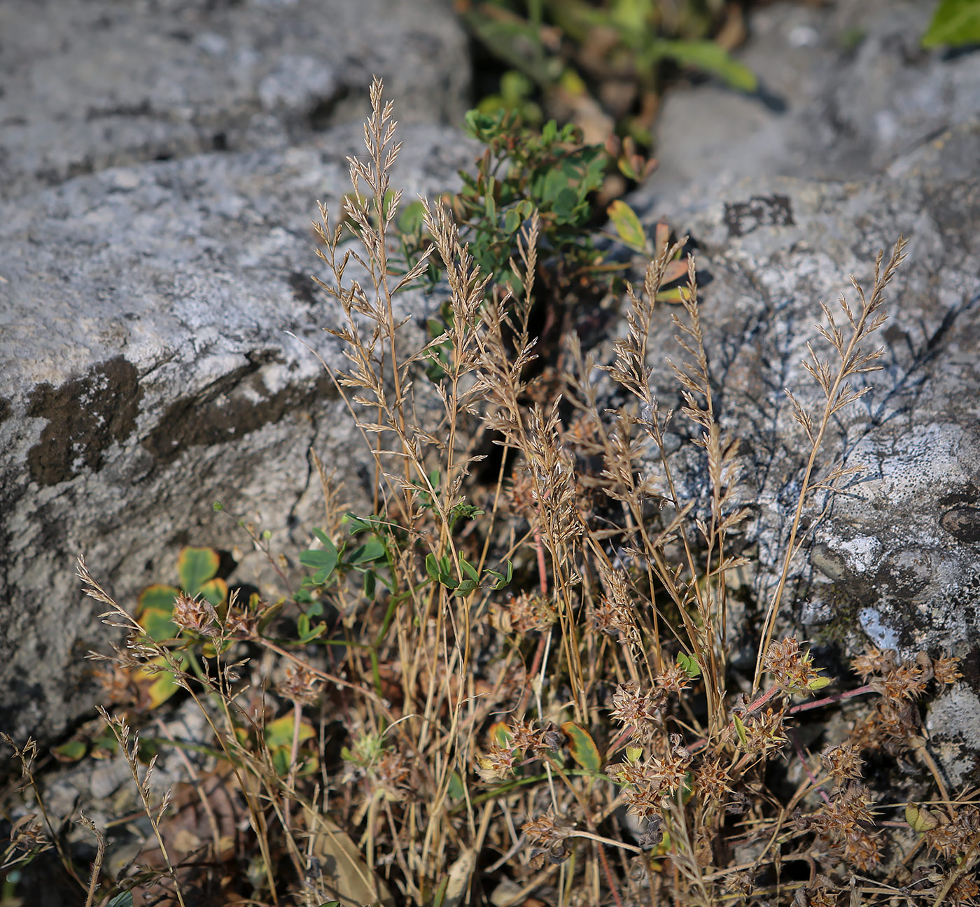 Image of Scleropoa rigida specimen.