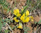 Astragalus wolgensis