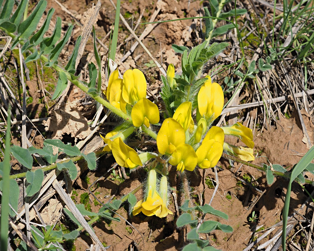 Изображение особи Astragalus wolgensis.