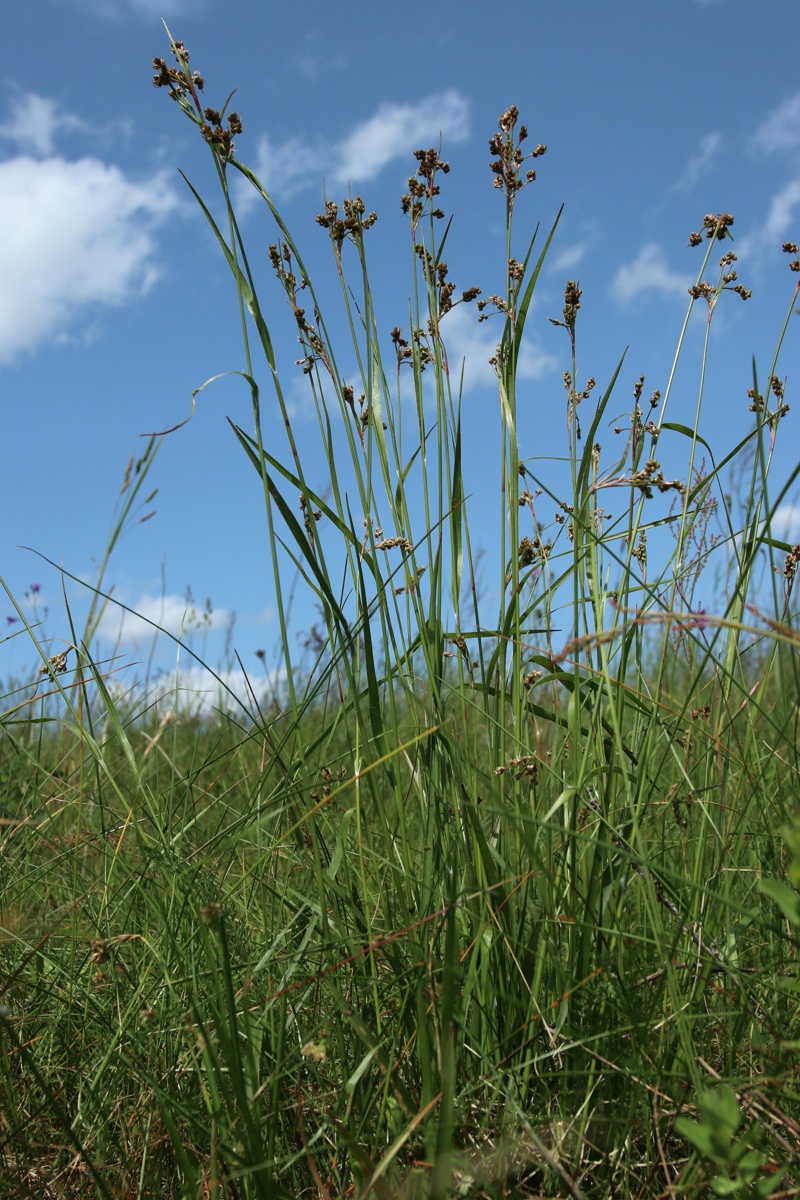 Image of Luzula multiflora specimen.