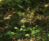 Cimicifuga heracleifolia
