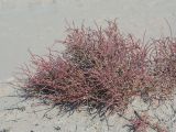 Arthrophytum balchaschense. Вегетирующее растение. Казахстан, Жетысуская обл., Панфиловский р-н, отроги Джунгарского Алатау, горы Долонтау, пестроцветы. 20 сентября 2025 г.