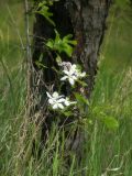 Malus domestica