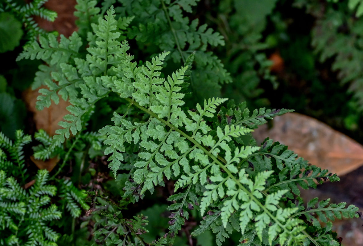 Изображение особи Cystopteris diaphana.
