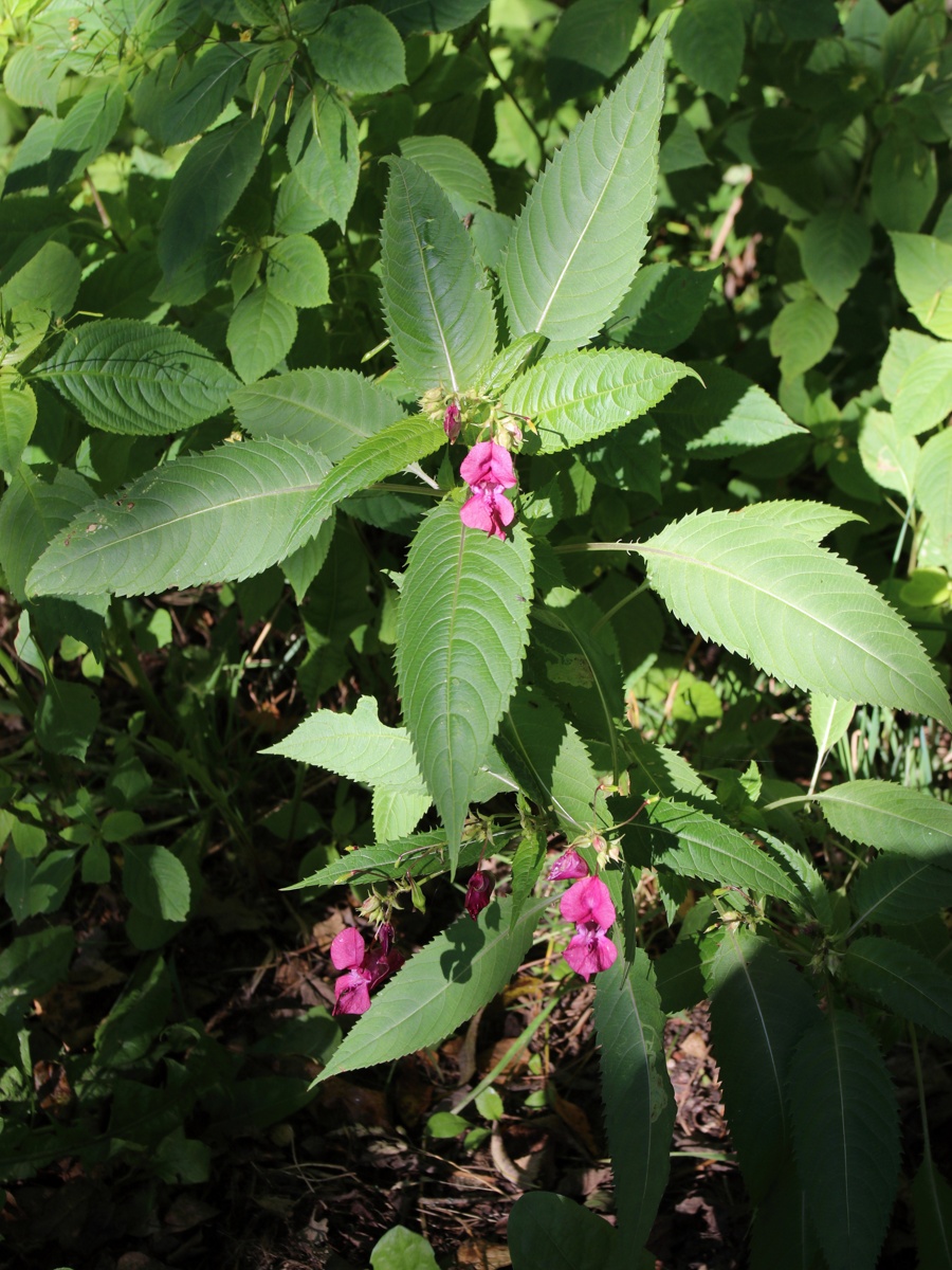 Изображение особи Impatiens glandulifera.