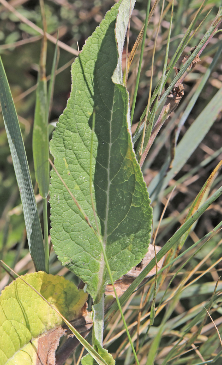 Изображение особи Campanula bononiensis.
