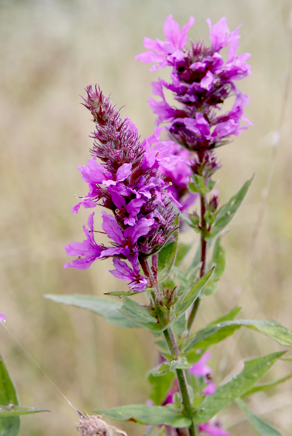 Image of Lythrum salicaria specimen.