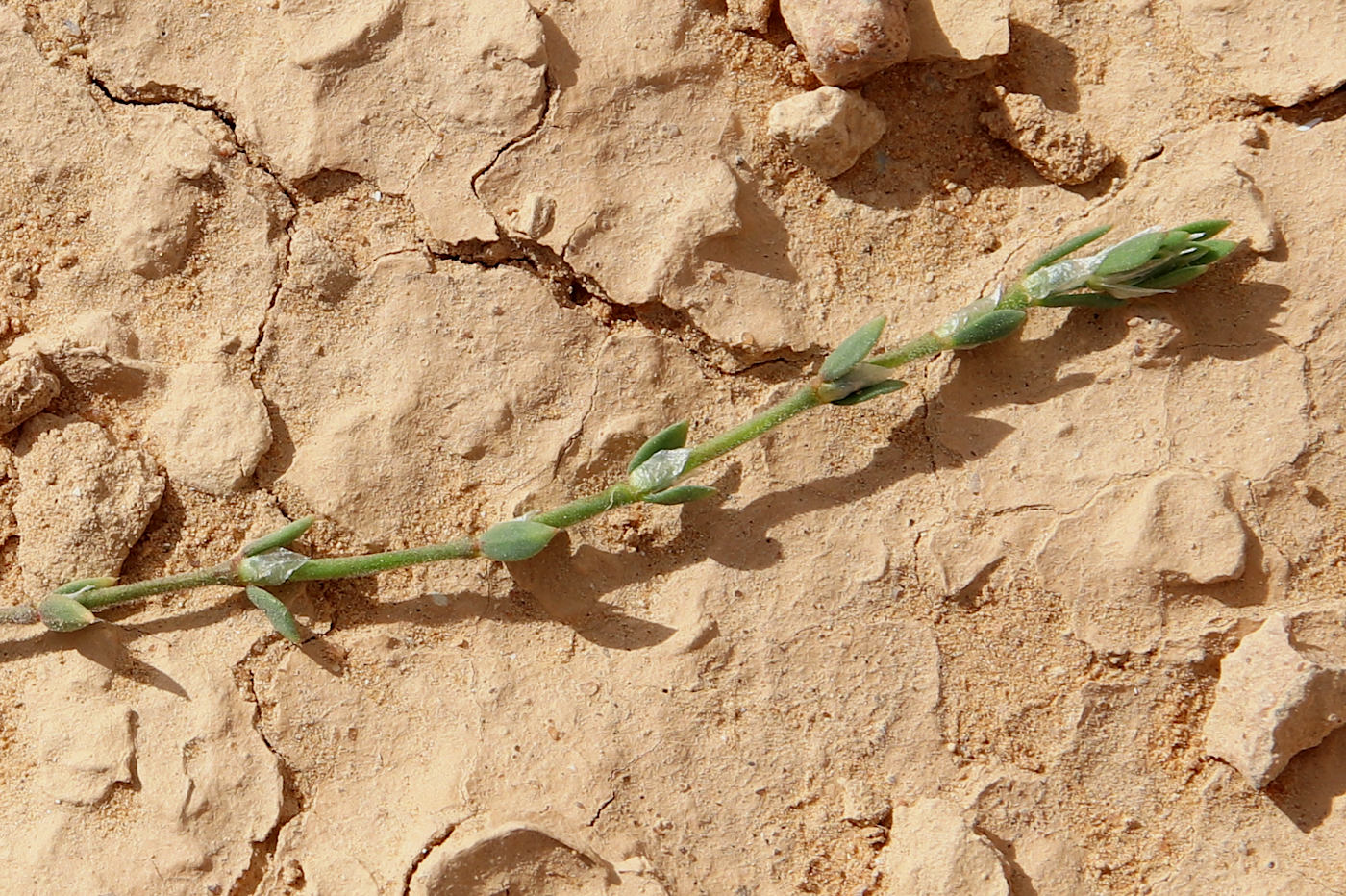 Изображение особи Paronychia capitata.
