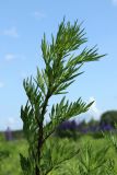 Artemisia vulgaris