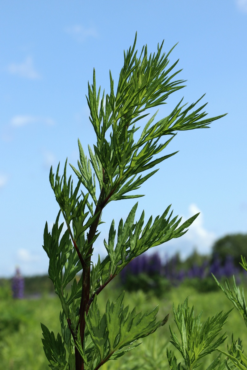 Изображение особи Artemisia vulgaris.