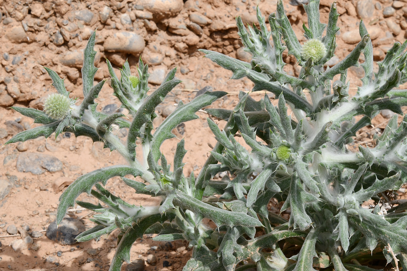 Image of Echinops nanus specimen.