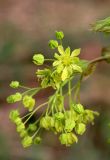 Acer platanoides. Соцветие. Белгородская обл. пос. Ракитное, ООПТ \"Урочище Парк\". 13 апреля 2024 г.