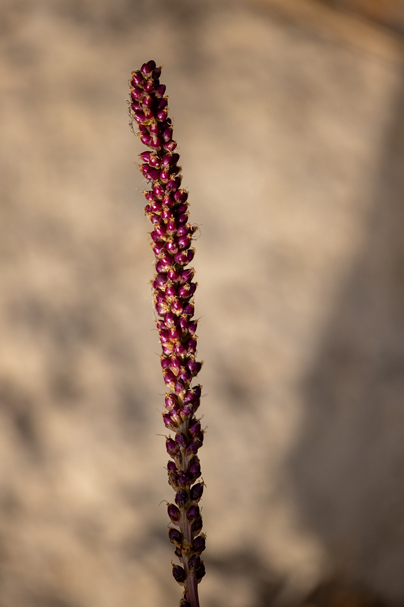 Image of Plantago major specimen.