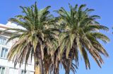 Phoenix canariensis. Кроны взрослых растений. Португалия, округ Лиссабон, г. Кашкайш, в культуре. 05.08.2025.