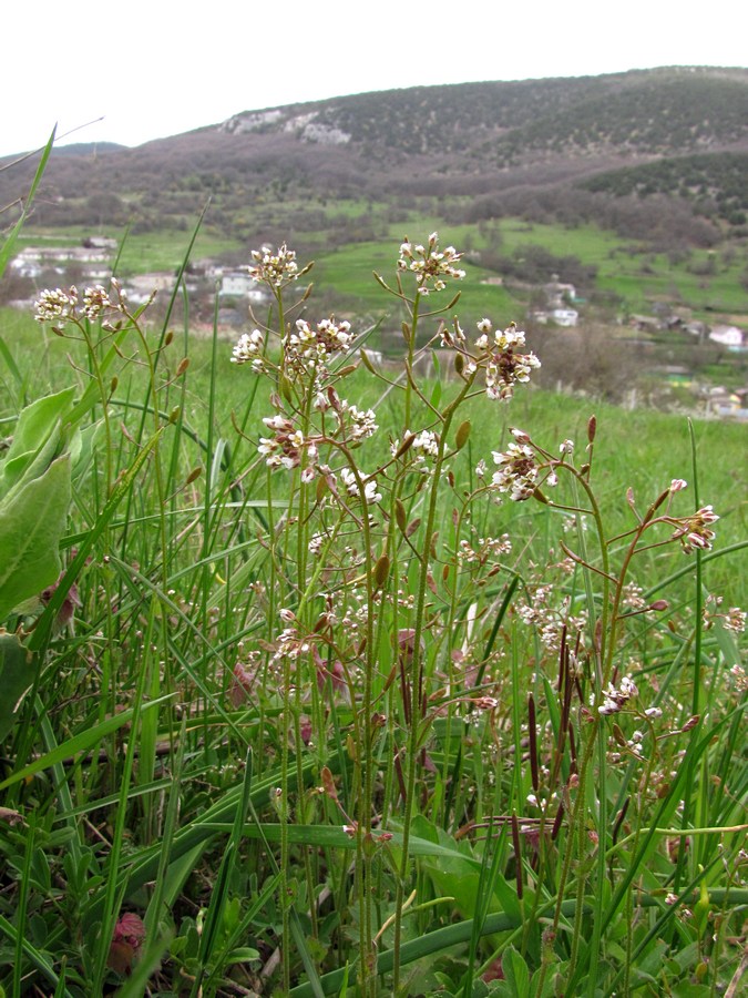Image of Draba muralis specimen.