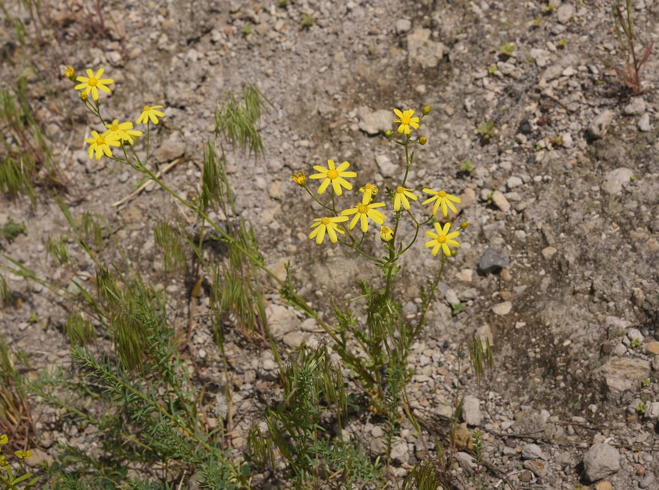 Image of genus Senecio specimen.