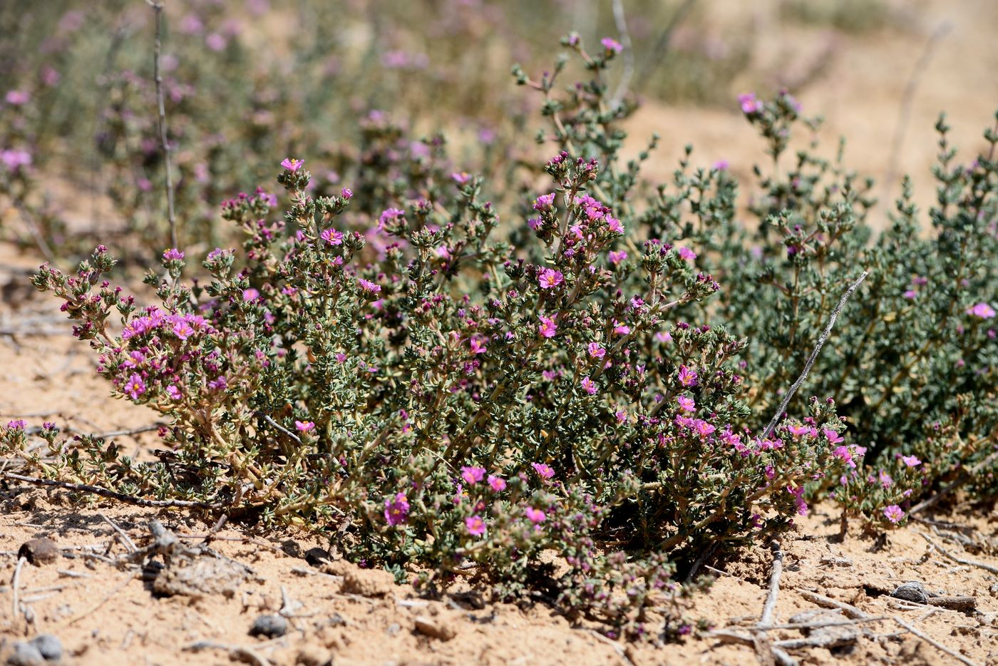 Image of Frankenia hirsuta specimen.