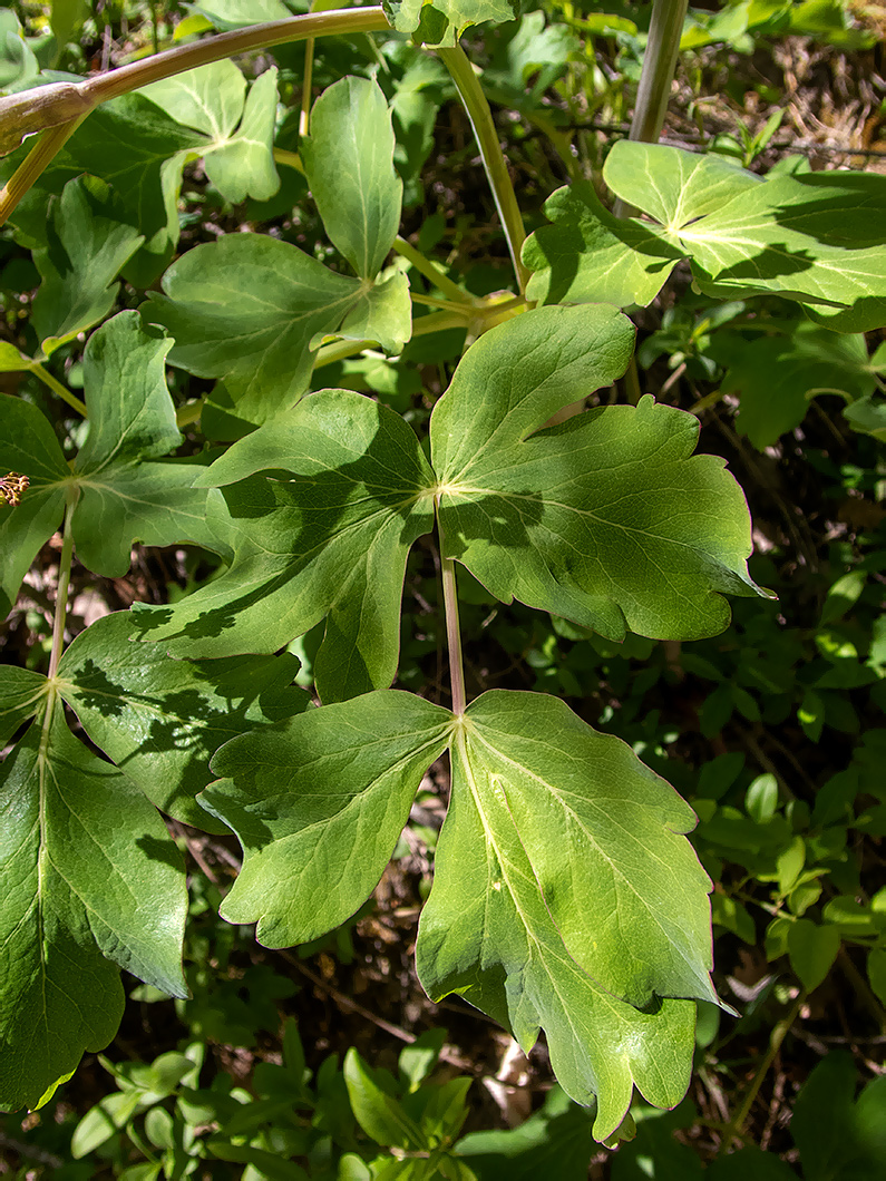 Image of Laser trilobum specimen.