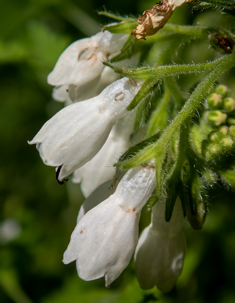 Изображение особи Symphytum tauricum.