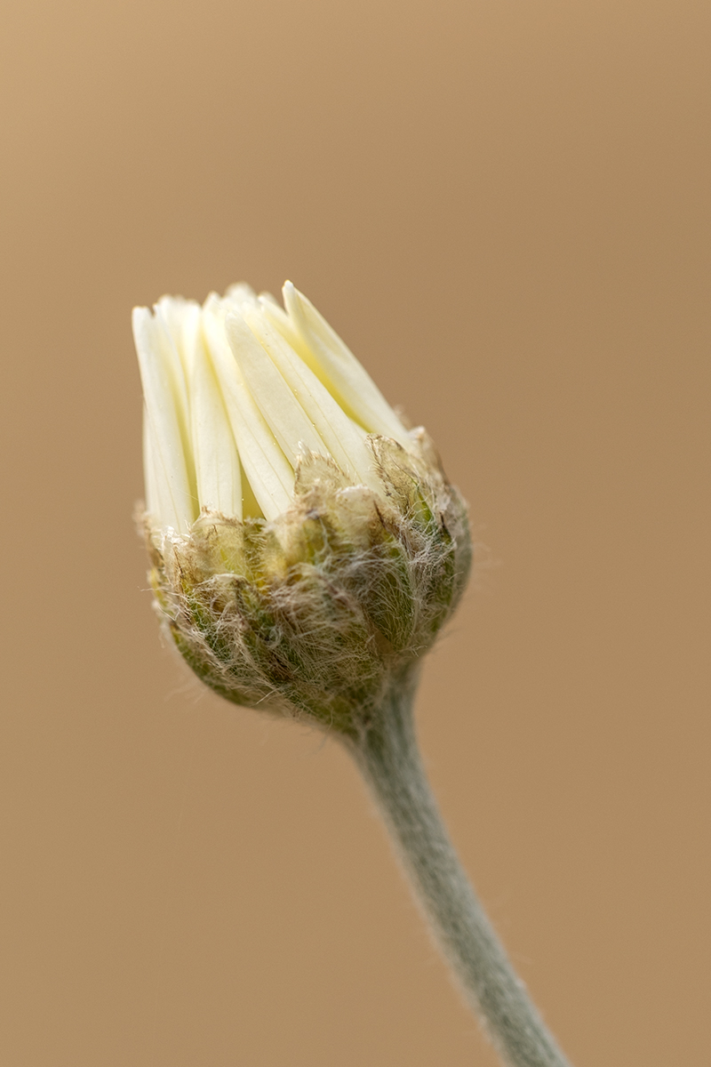 Изображение особи Anthemis ruthenica.