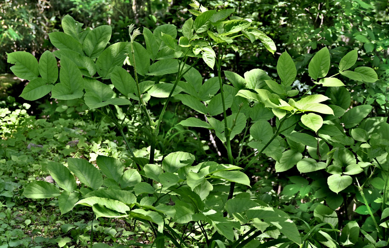 Изображение особи Aralia cordata.