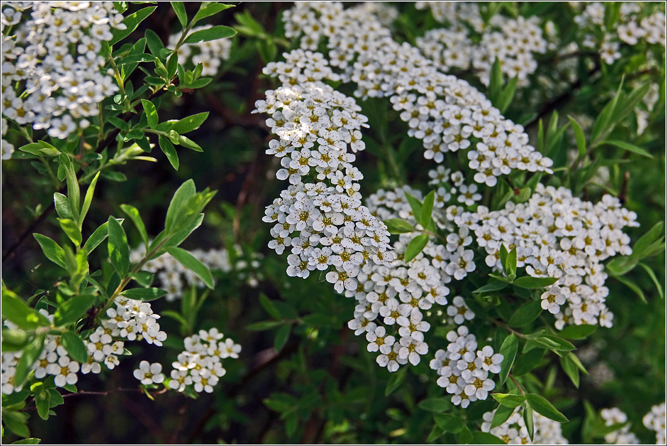 Image of Spiraea × cinerea specimen.