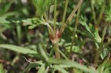 Geranium dissectum