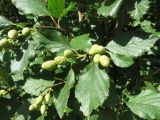 Duschekia alnobetula. Ветви с молодыми соплодиями. Болгария, гора Рила, по туристической тропе между хижиной Рибни езера и местностью Кирилова поляна, прибрежная терраса на берегу р. Рильска. 31 июля 2024 г.