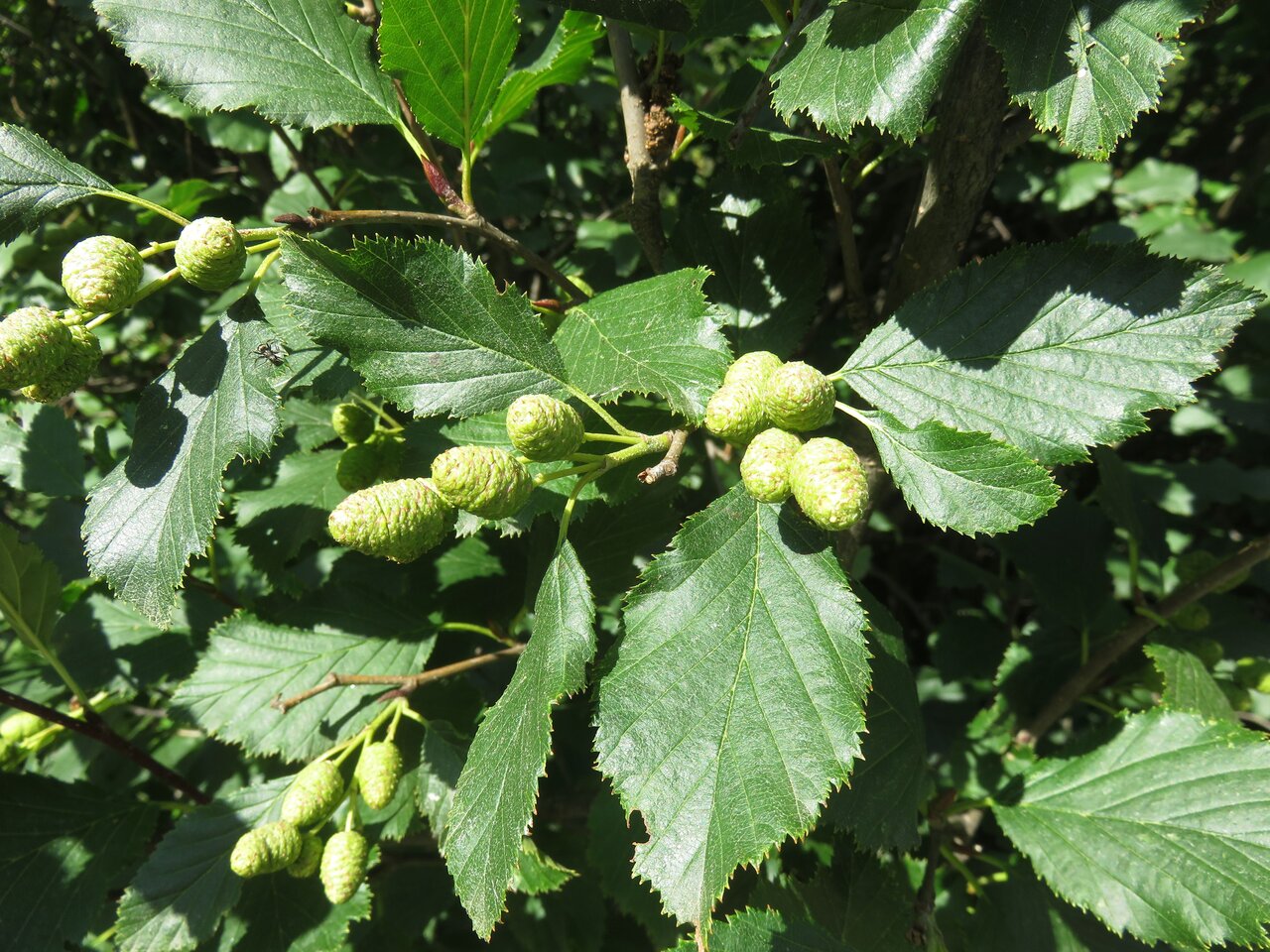 Image of Duschekia alnobetula specimen.
