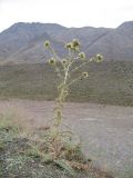 Cirsium congestum